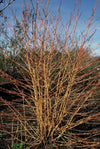 Roter Hartriegel ‚Anny's Winter Orange' – Cornus sanguinea – Ansicht 7