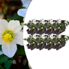 Christrose ‚Christmas Carol' – Helleborus niger