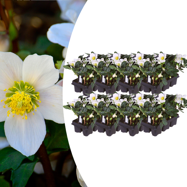 Christrose ‚Christmas Carol' – Helleborus niger