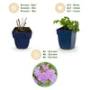 Storchschnabel ‚Czakor' – Geranium macrorrhizum – Ansicht 4