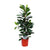 Ficus cyathistipula – Ø 21 cm · 105 cm