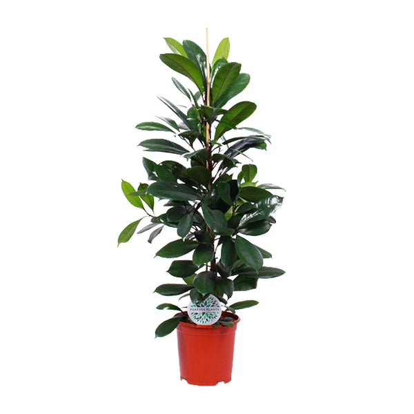 Ficus cyathistipula – Ø 21 cm · 105 cm