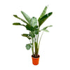 Baumstrelitzie – Strelitzia augusta