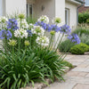 Schmucklilie Duo – Agapanthus – Ansicht 6