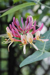 Wald-Geißblatt ‚Belgica' – Lonicera periclymenum – 1 Stück