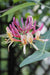 Wald-Geißblatt ‚Belgica' – Lonicera periclymenum – 1 Stück