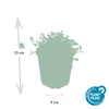 Stachelnüsschen ‚Kupferteppich' – Acaena microphylla – Ansicht 3