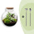 Flaschengarten-Set „Bolder Bob" – DIY-Terrarium mit Beleuchtung