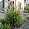 Lampenputzergras ‚Hameln' – Pennisetum alopecuroides – Ansicht 6