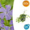 Kleines Immergrün ‚La Grave' – Vinca minor