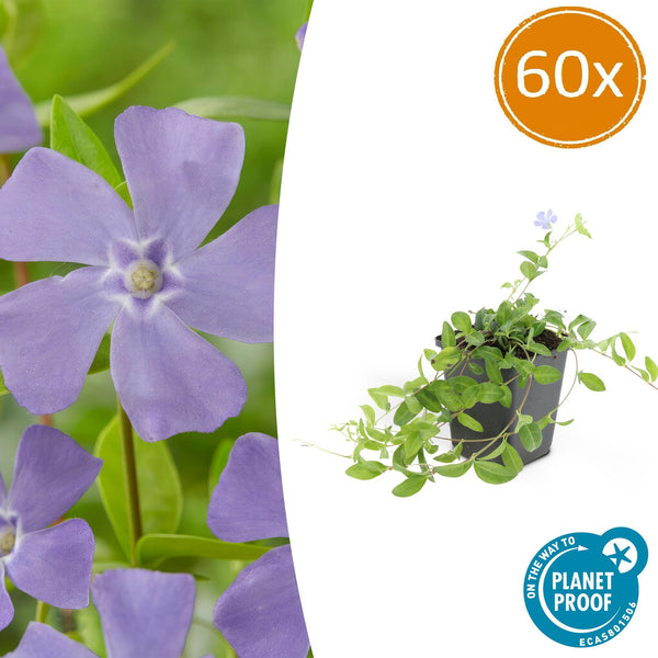 Kleines Immergrün ‚La Grave' – Vinca minor
