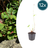 Kerzenknöterich ‚Speciosa' – Persicaria amplexicaulis