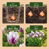 Tulpe ‚Flaming Flag' – Tulipa – Ansicht 4