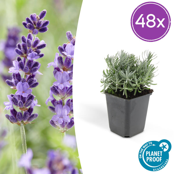Lavendel ‚Hidcote' – Lavandula angustifolia