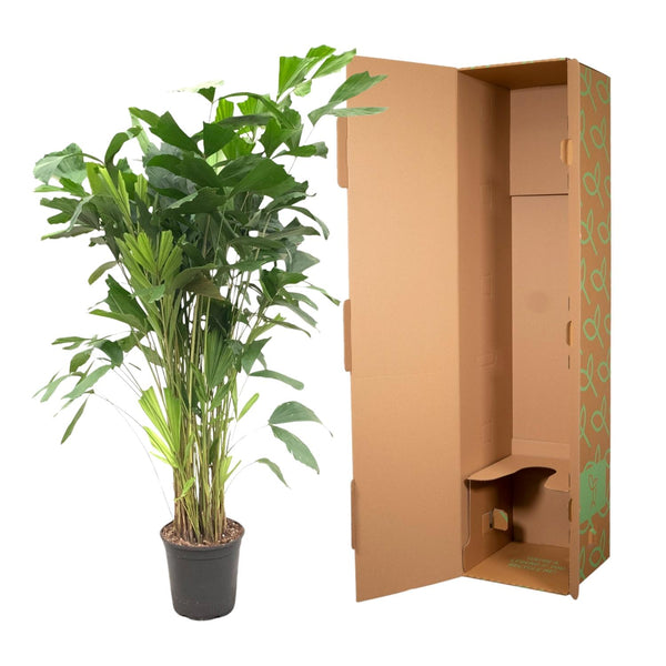 Fischschwanzpalme – Caryota mitis – Ansicht 3