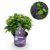 Hortensie ‚Forever & Ever' – Hydrangea macrophylla