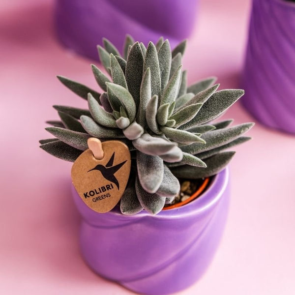 Crassula ovata ‚Tarantula' – Ansicht 3