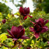 Magnolie ‚Genie' – Magnolia – Ansicht 4