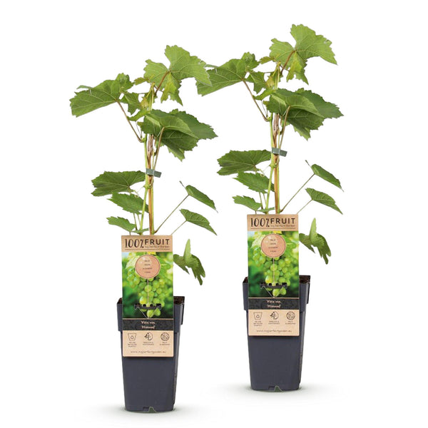 Weinrebe ‚Himrod' – Vitis vinifera – Ansicht 2