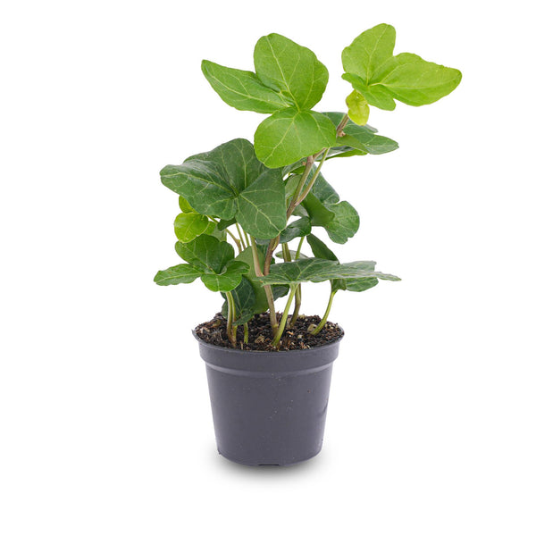 Efeu – Hedera helix – Ansicht 2
