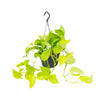 Efeutute ‚Golden Pothos' – Epipremnum aureum