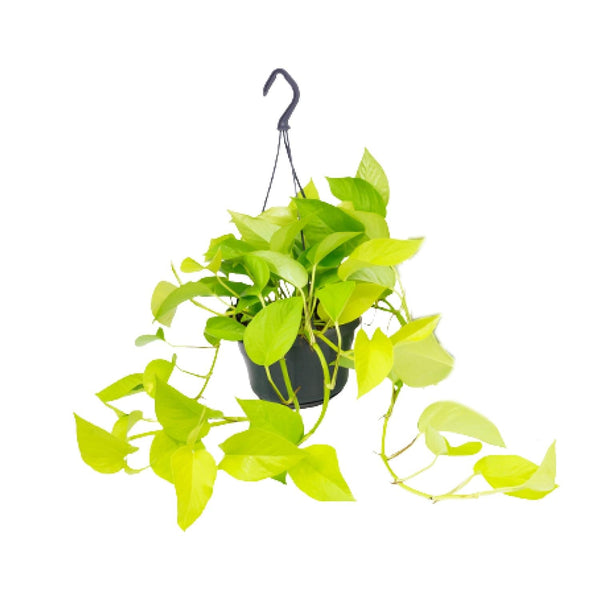 Efeutute ‚Golden Pothos' – Epipremnum aureum