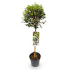 Liguster Stämmchen – Ligustrum delavayanum – Ansicht 2