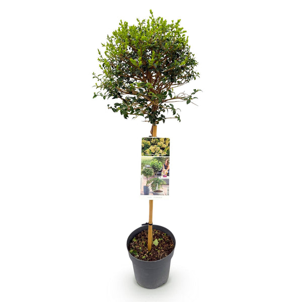 Liguster Stämmchen – Ligustrum delavayanum – Ansicht 2