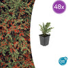 Fächer-Zwergmispel – Cotoneaster horizontalis