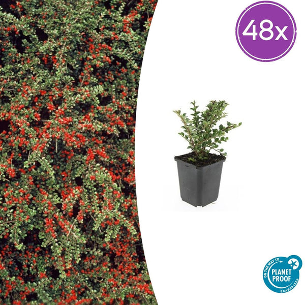 Fächer-Zwergmispel – Cotoneaster horizontalis