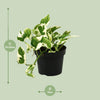 Efeutute ‚N'Joy' – Epipremnum aureum – Ansicht 2
