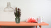 Dreikantige Wolfsmilch ‚Rubra' – Euphorbia trigona – Ansicht 3
