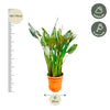 Paradiesvogelblume – Strelitzia reginae – Ansicht 4