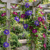 Waldreben-Set „Duo Blue & Red" – Clematis in Blau und Rot – Ansicht 4