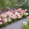 Rispenhortensie ‚Groundbreaker Blush' – Hydrangea paniculata – Ansicht 6