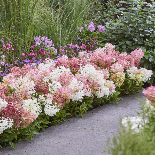 Rispenhortensie ‚Groundbreaker Blush' – Hydrangea paniculata – Ansicht 6