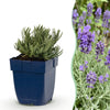 Lavendel ‚Dwarf Blue' – Lavandula angustifolia – 1 Stück