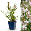 Prachtkerze ‚Whirling Butterflies' – Gaura lindheimeri