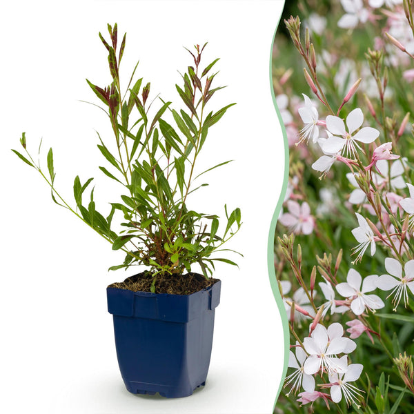 Prachtkerze ‚Whirling Butterflies' – Gaura lindheimeri