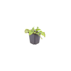 Kaukasus-Beinwell ‚Wisley Blue' – Symphytum grandiflorum – Ansicht 2