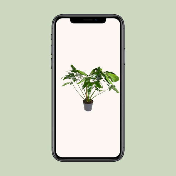 Baumfreund ‚Green Wonder' – Philodendron – Ansicht 4