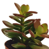 Vetplanten-Mischung 5,5 cm - 10x - zonder pot