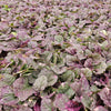 Kriechender Günsel ‚Burgundy Glow' – Ajuga reptans – Ansicht 6