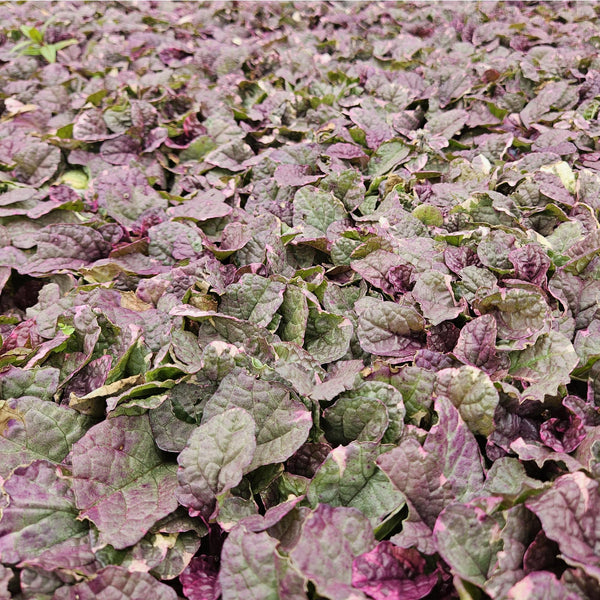 Kriechender Günsel ‚Burgundy Glow' – Ajuga reptans – Ansicht 6
