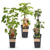 Beerenobst-Set „Tricolour" – Rote Johannisbeere, Schwarze Himbeere, Gelbe Himbeere – Ansicht 2