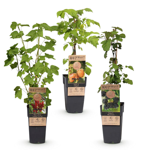 Beerenobst-Set „Tricolour" – Rote Johannisbeere, Schwarze Himbeere, Gelbe Himbeere – Ansicht 2