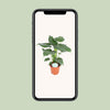 Alocasia cucullata