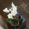 Schmetterlingsorchidee ‚Niagara Fall White' – Phalaenopsis – Ansicht 13