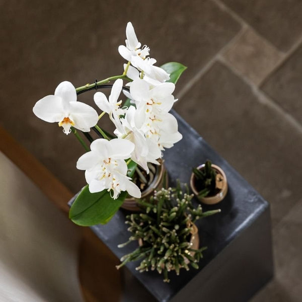Schmetterlingsorchidee ‚Niagara Fall White' – Phalaenopsis – Ansicht 13