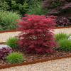 Japanischer Ahorn ‚Skeeter's Broom' – Acer palmatum – Ansicht 5